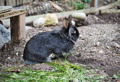 Gnadenhof Sondermoning