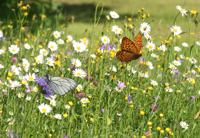 Landschaftspflegeverband